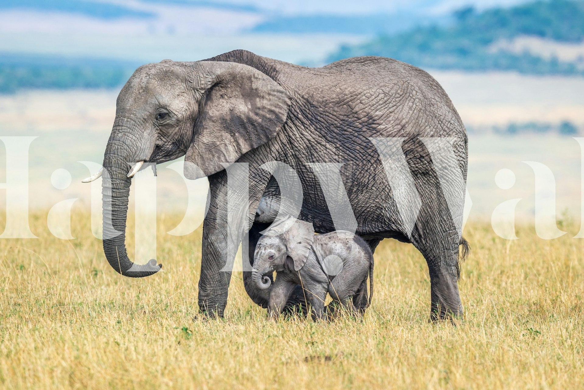 Elephant and calf wallpaper in a room