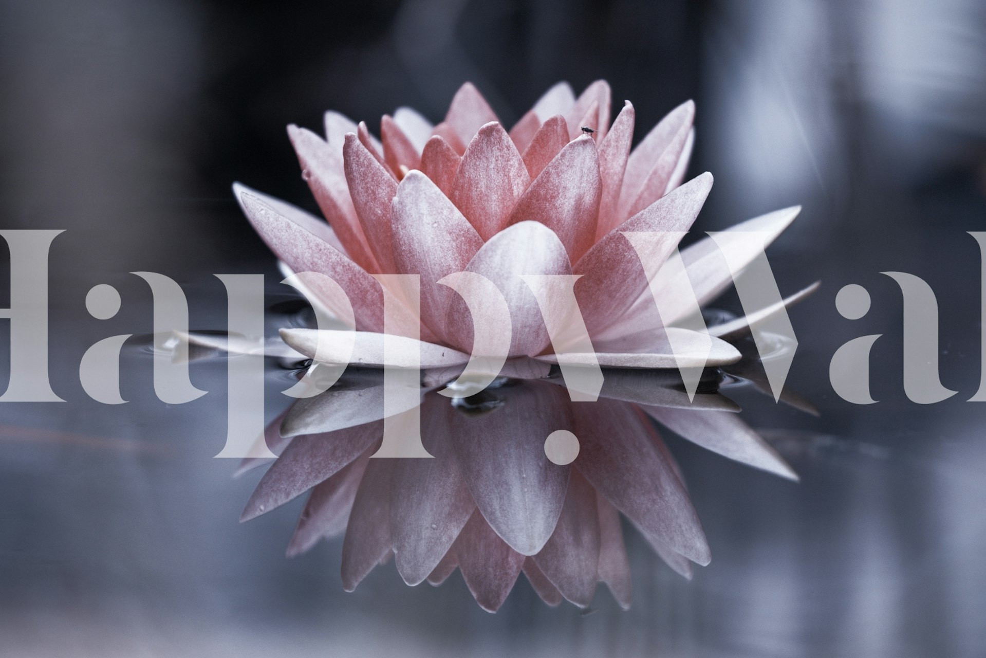 Pink lotus flower reflected on water wallpaper