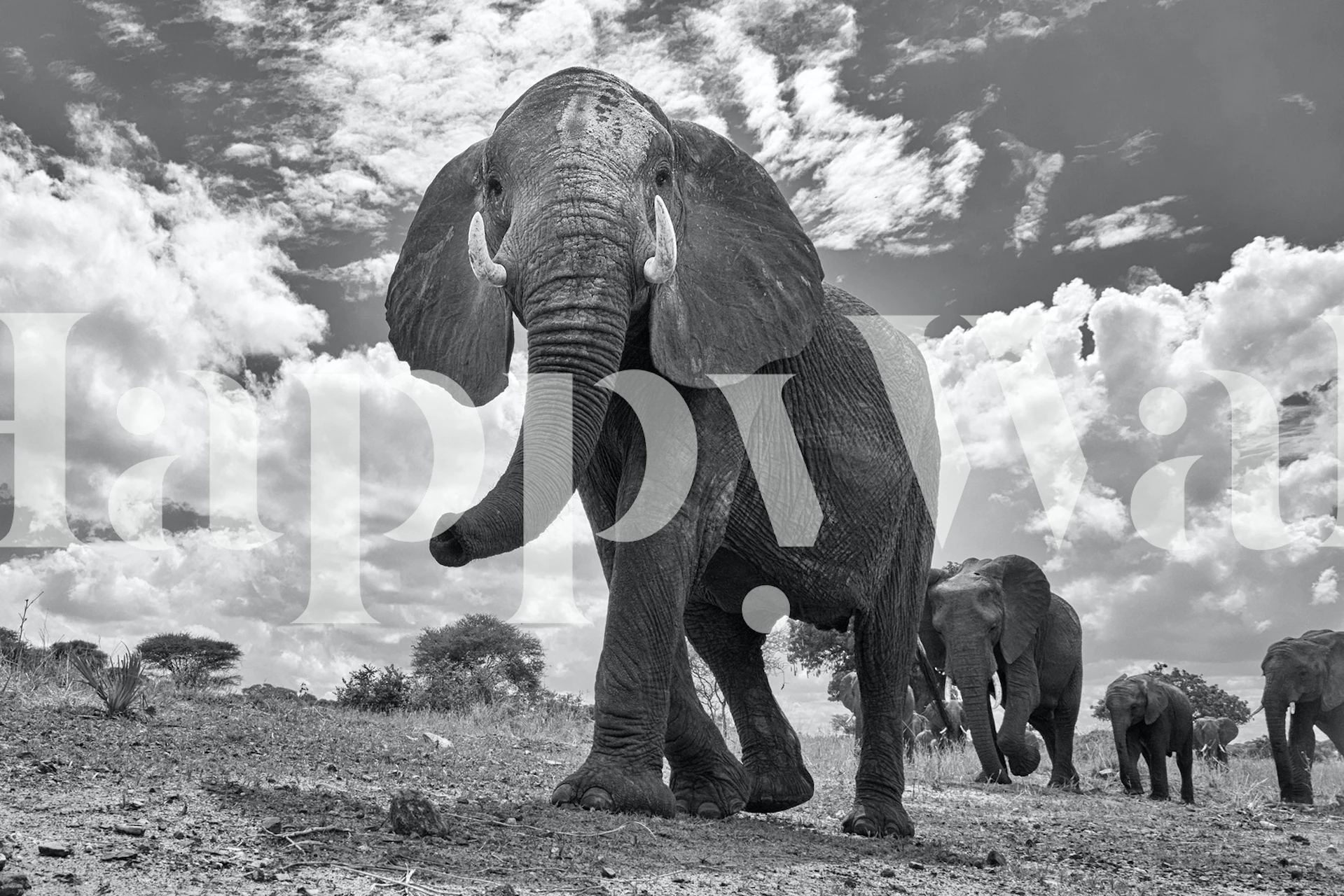 Matriarch March design featuring elephants on wallpaper