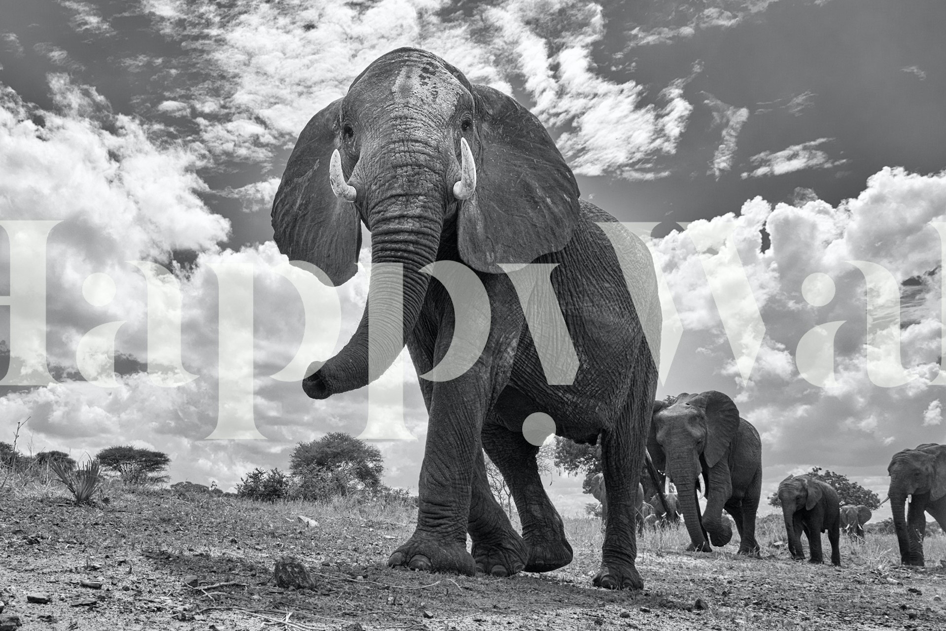 Matriarch March design featuring elephants on wallpaper