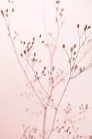 Wildflower Rainkohl Rose Blush Pink Dried tapet