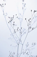 Rainkohl Dried Wildflower Blue Cool Tones tapet
