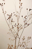 Rainkohl Wildflower Photography Dark Brown tapet