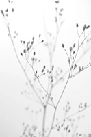 Rainkohl Flower Black White Photography tapet