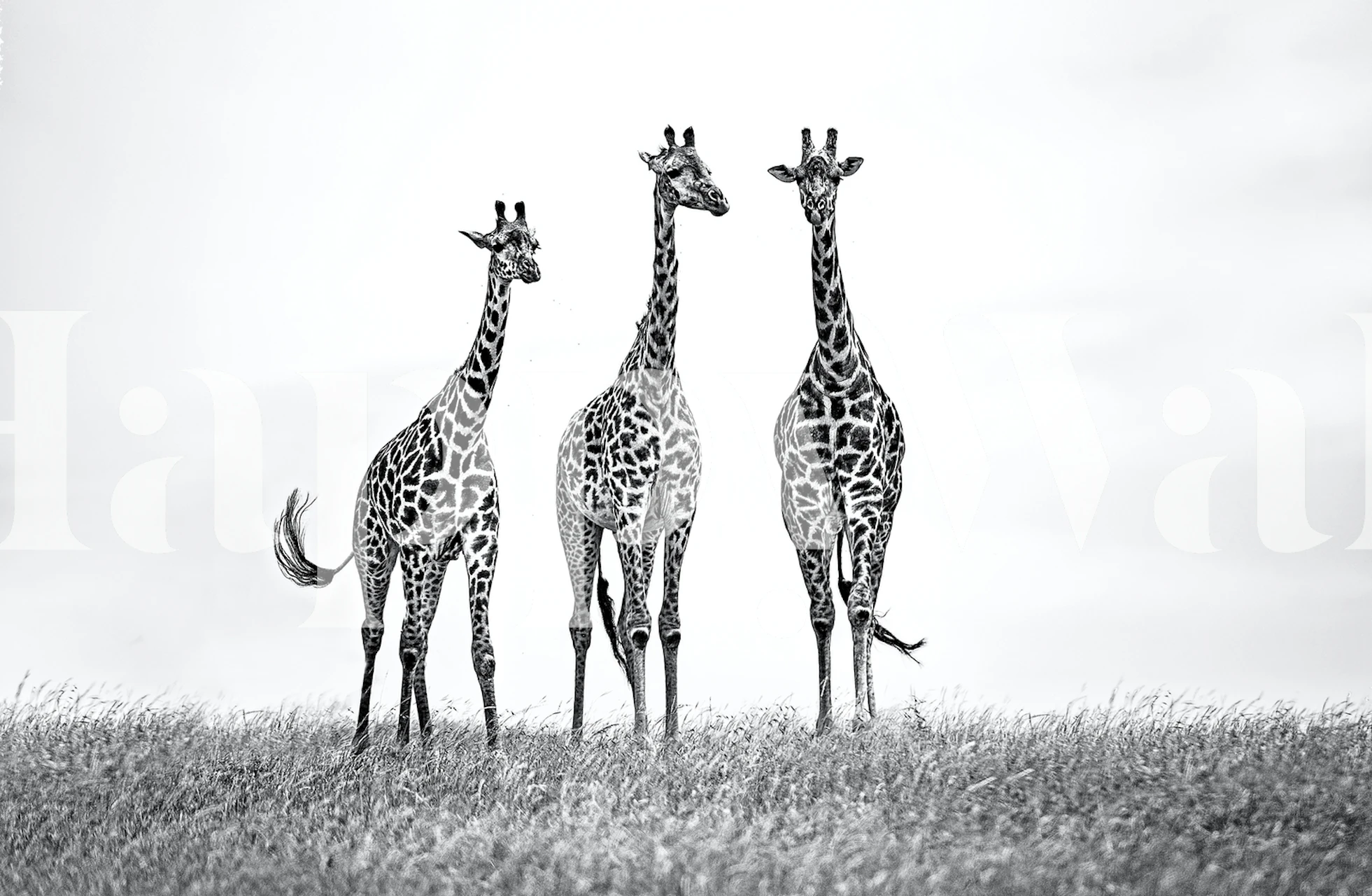 Three giraffes standing on the grassy plains in black and white wallpaper