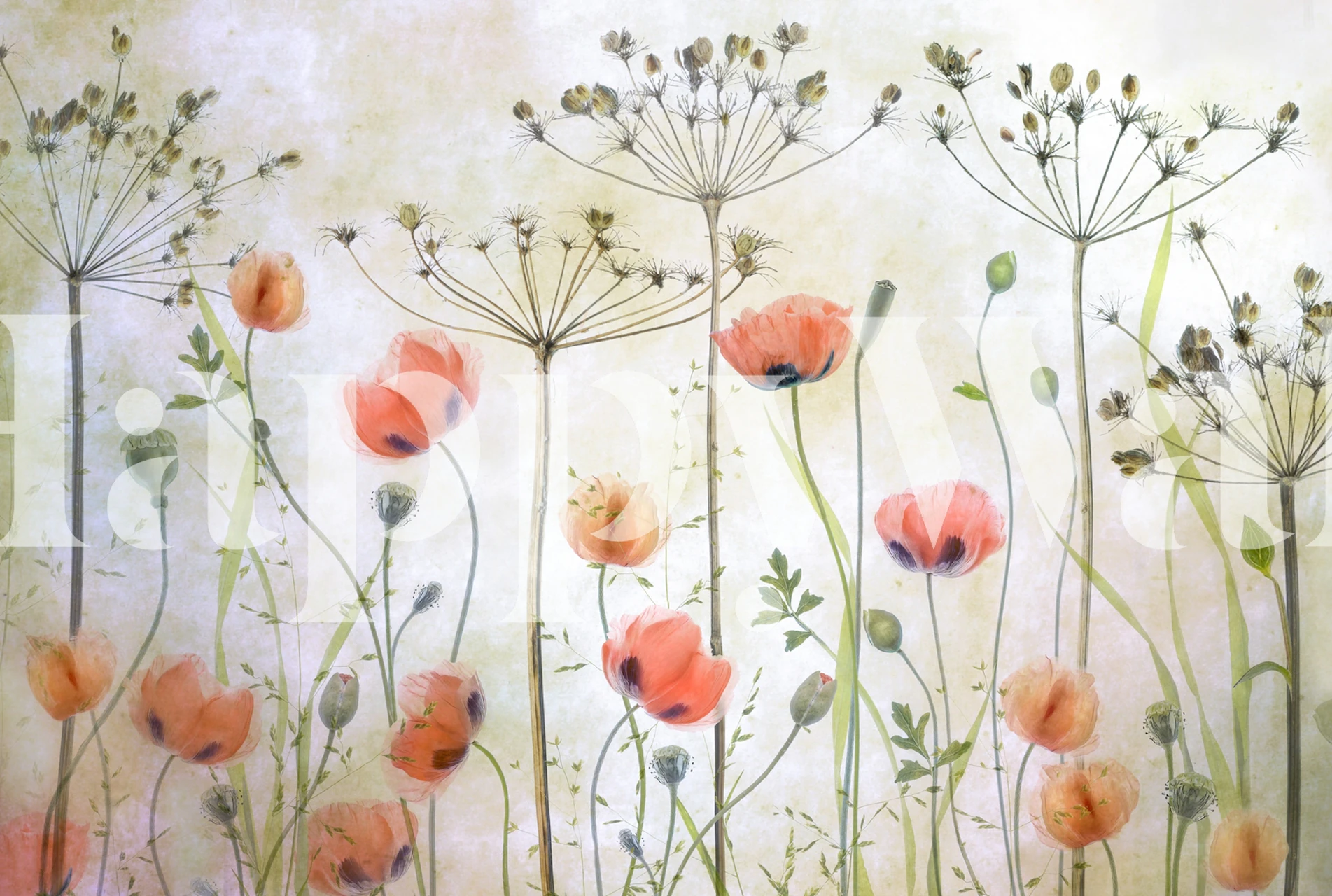 Poppy flowers with green stems and foliage in pale background floral wallpaper