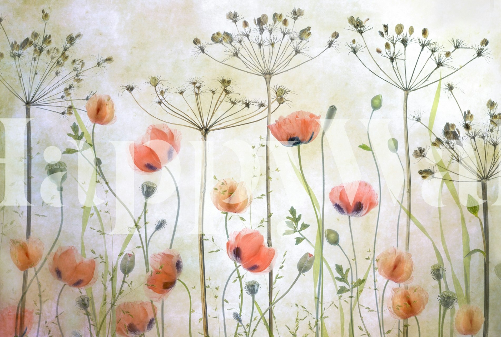 Poppy Meadow Wallpaper | Buy Online at Happywall