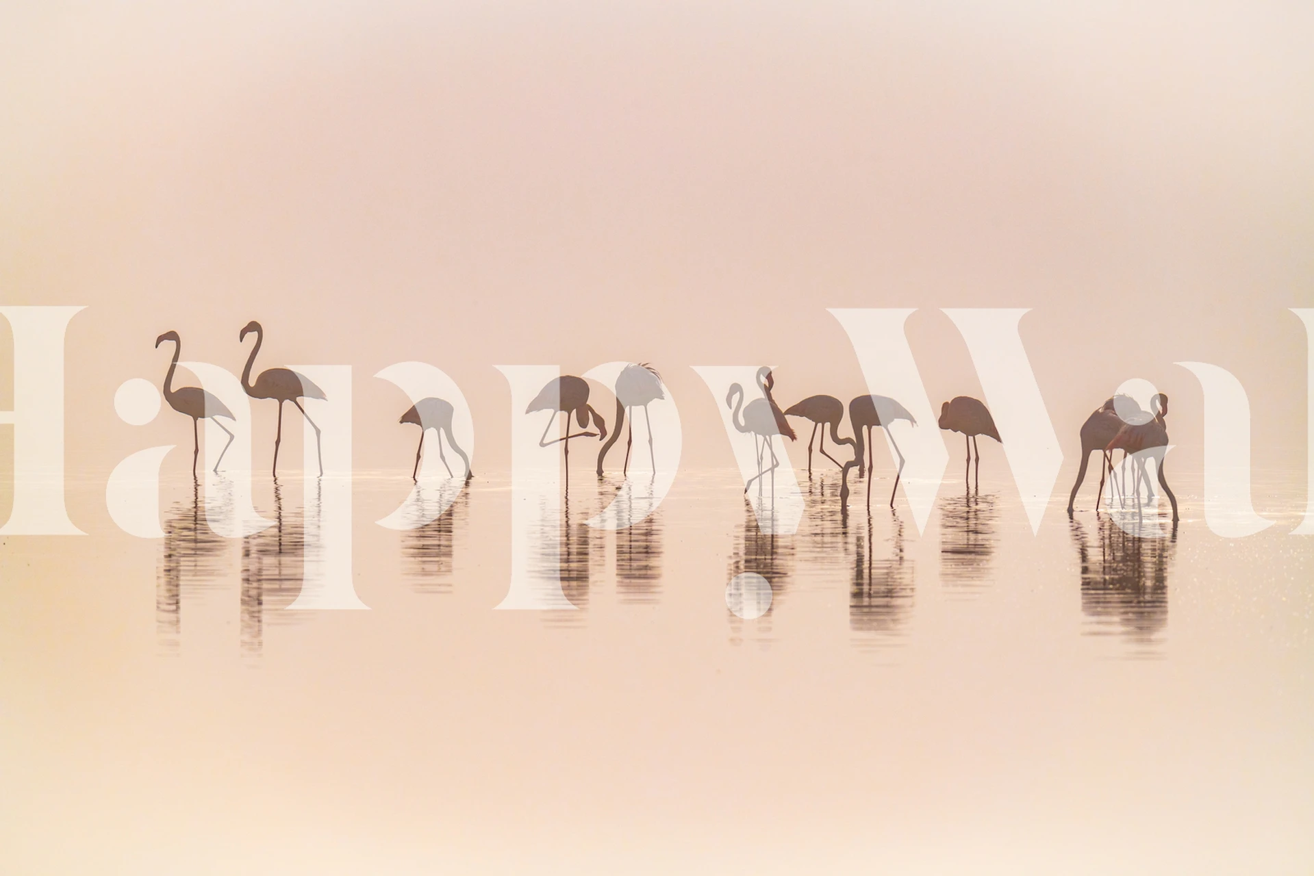 Wall mural featuring a group of flamingos standing in water with a misty backdrop