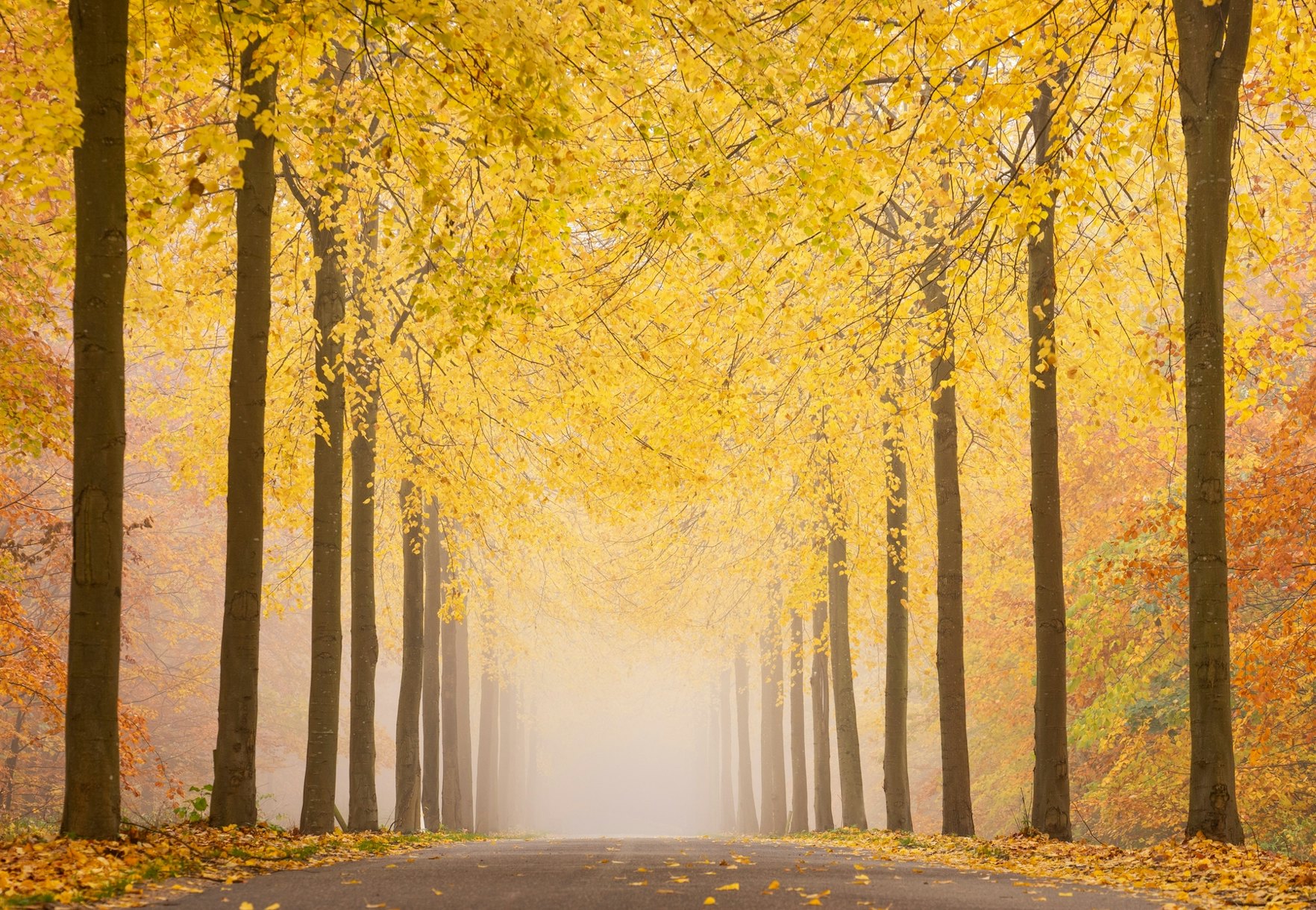 Autumn Road Wallpaper | Happywall