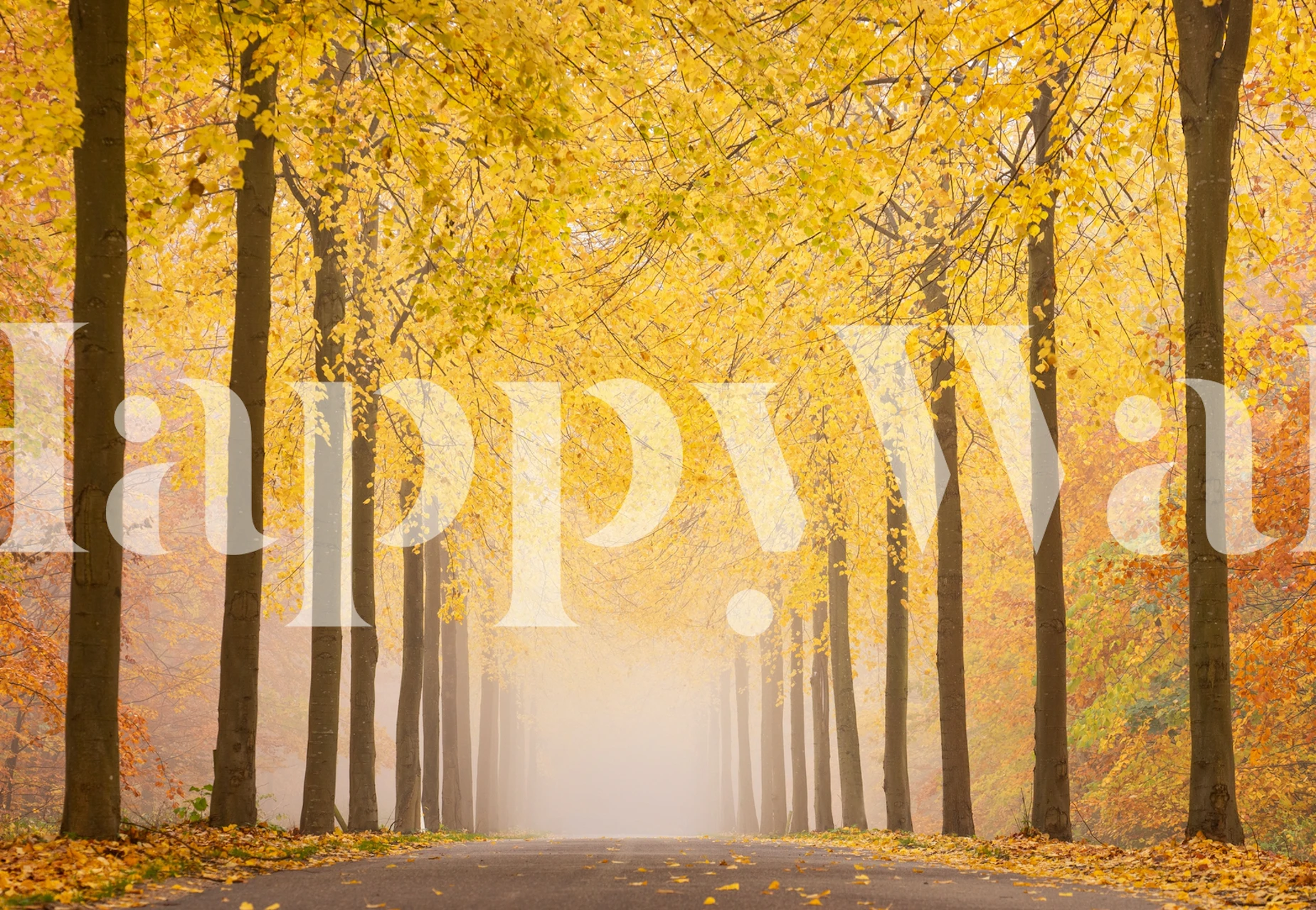 Tree-lined road with yellow and orange autumn leaves wallpaper
