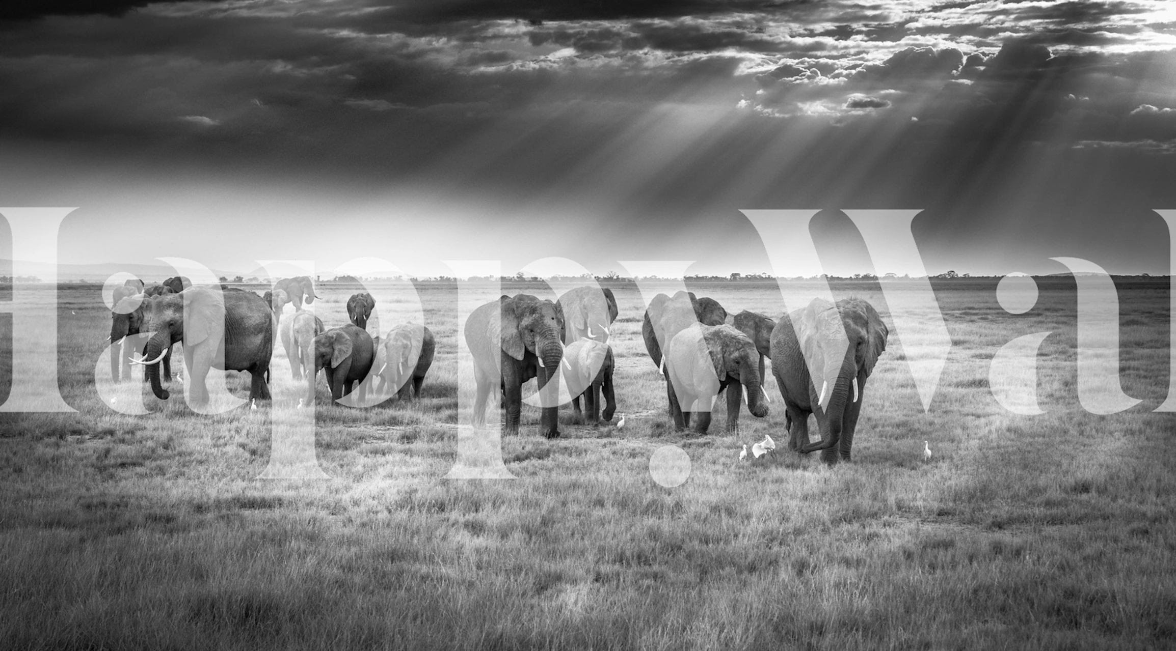 Elephant wallpaper in a stylish room