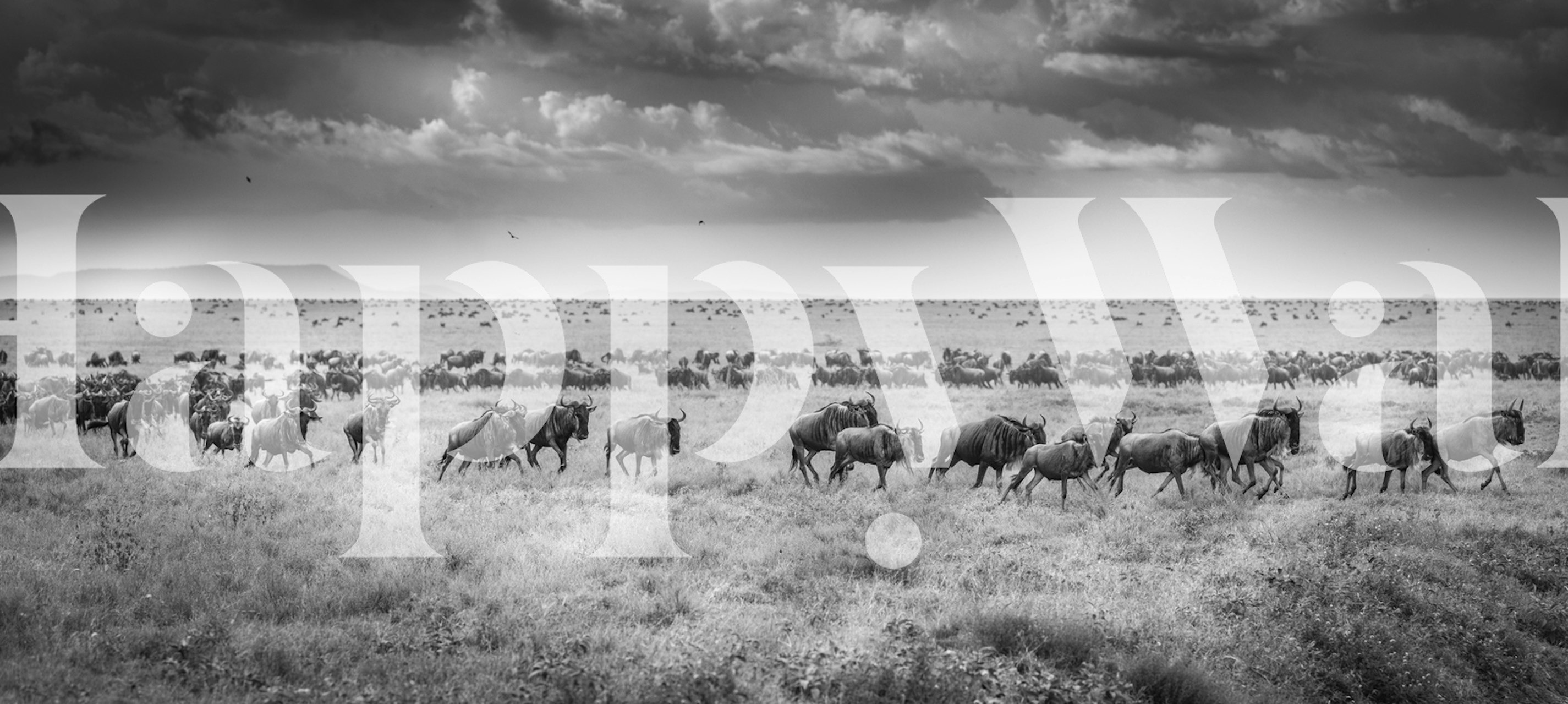Wildebeests migrating across a grassy landscape in black and white wallpaper