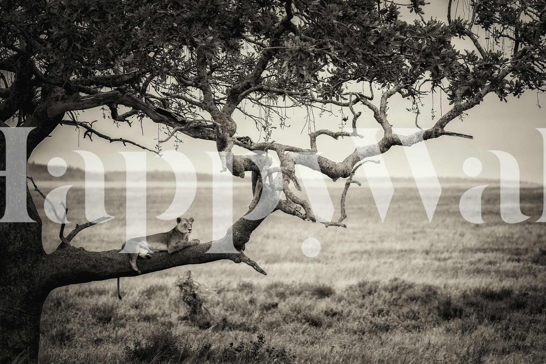 Lion resting on a tree branch in black and white wallpaper