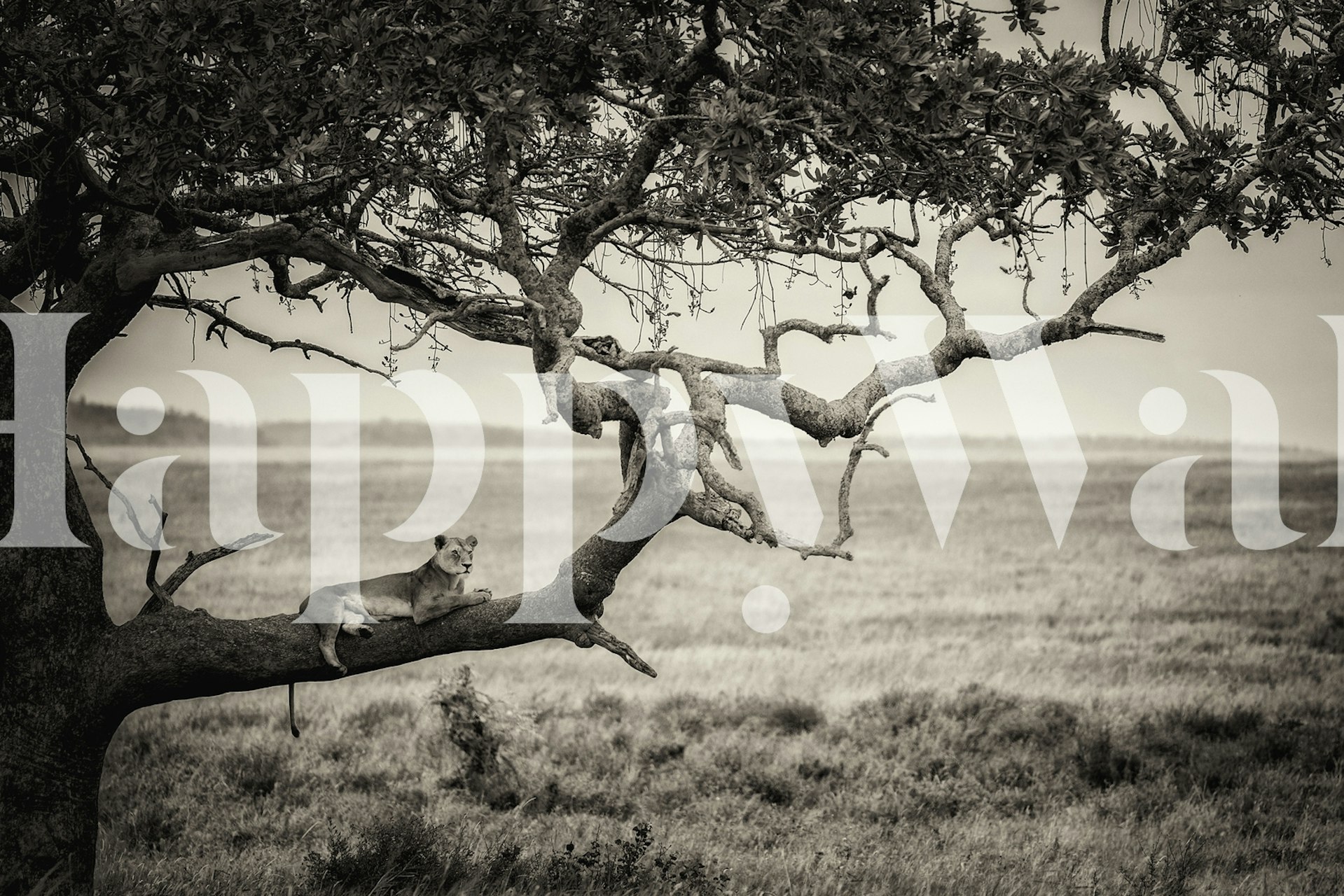 Lion resting on a tree branch in black and white wallpaper