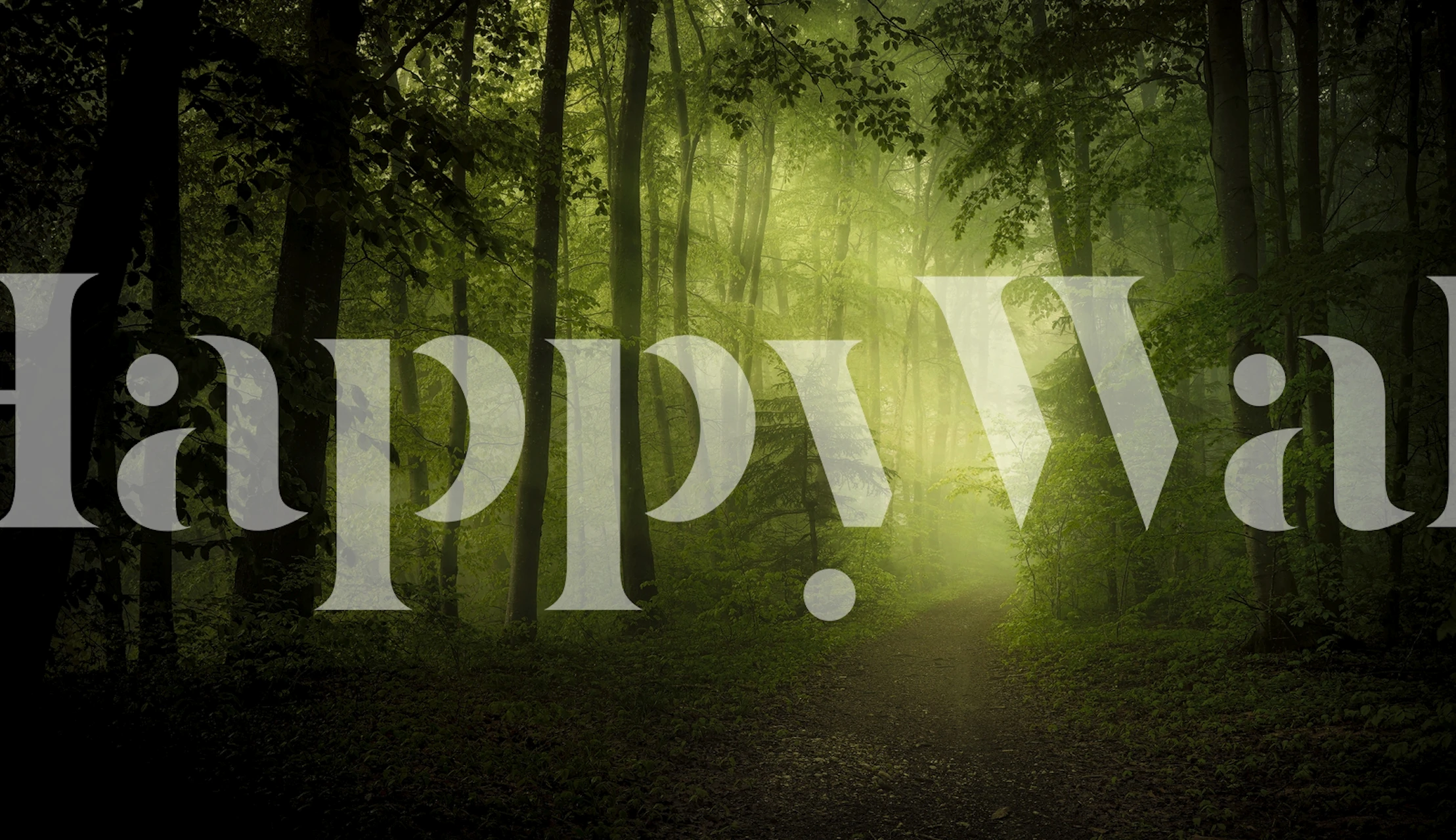 Lush green forest wallpaper with soft light filtering through trees