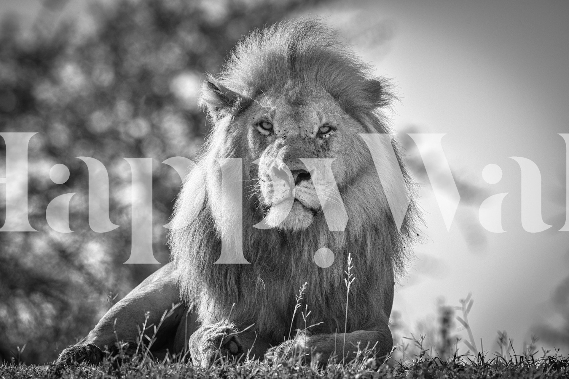 Monochromatic lion wallpaper in a room
