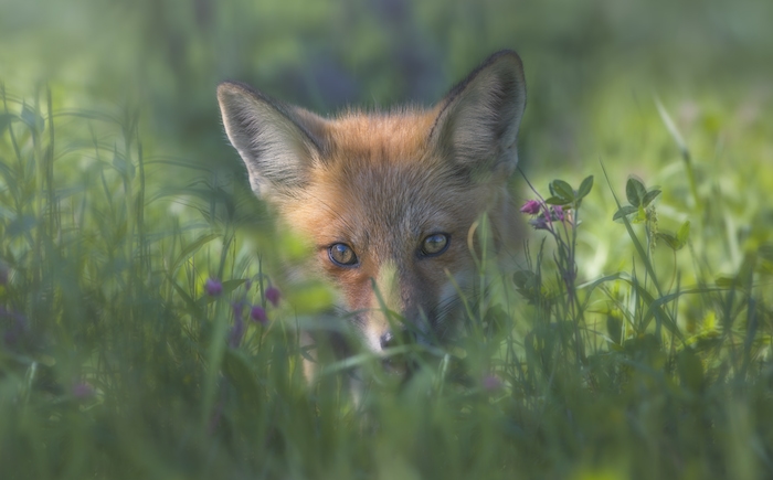 Cute Red Fox Wallpaper