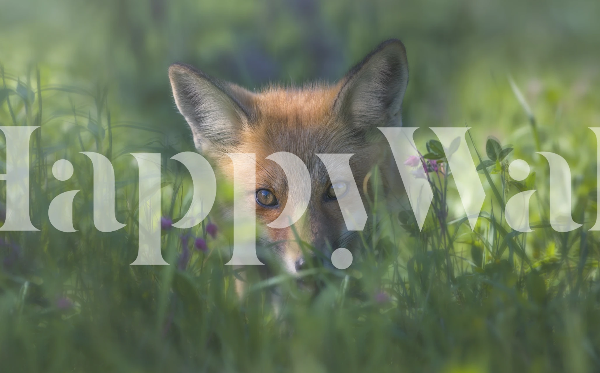 Red fox hidden among tall grass and flowers wallpaper