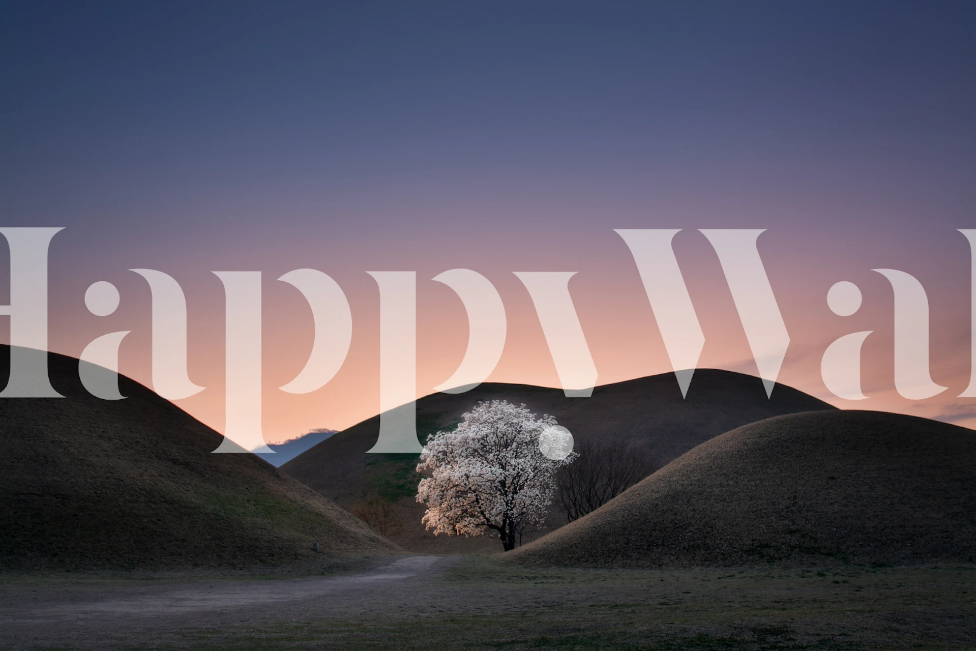 White flowering tree on rolling hills at sunset wallpaper