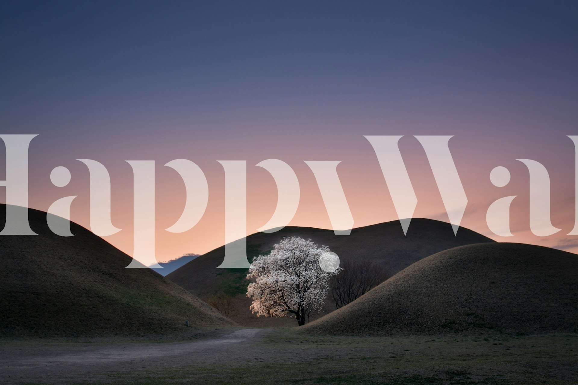 White flowering tree on rolling hills at sunset wallpaper