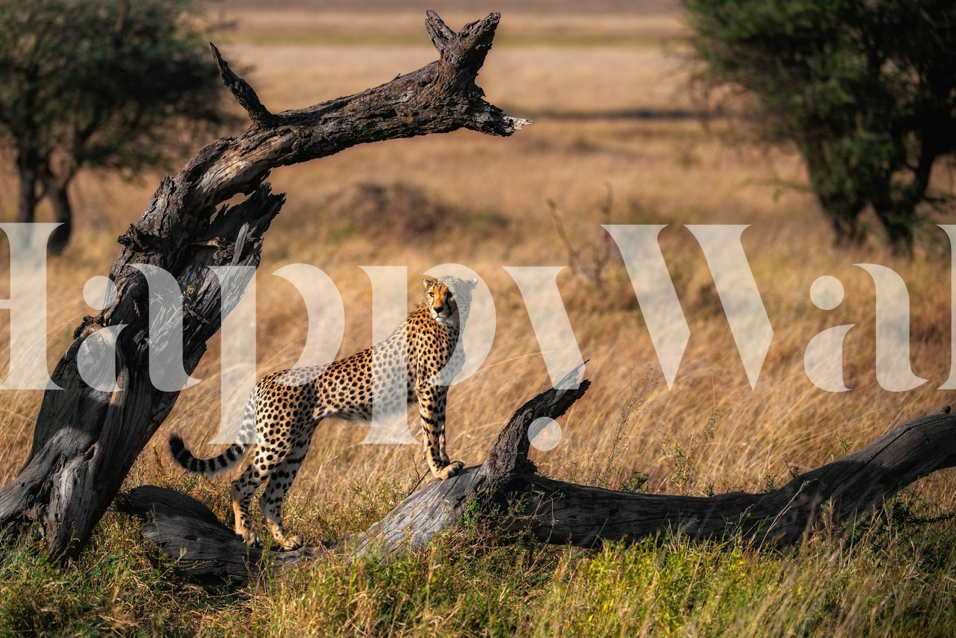 Cheetah on a branch in golden grass wallpaper