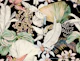Lively Black Botanicals