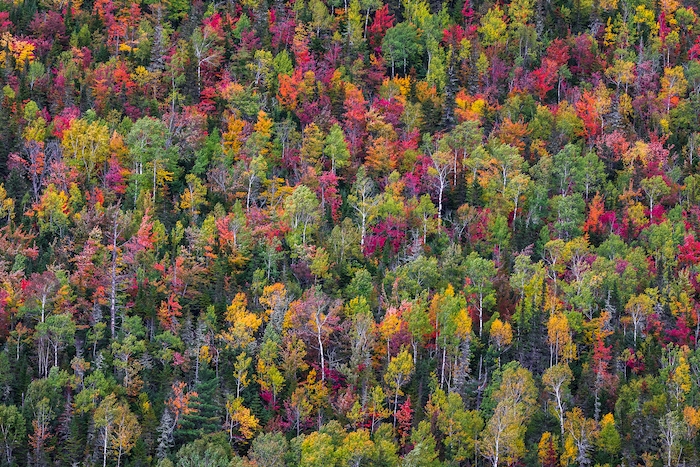 Colorful Floral Forest Wallpaper