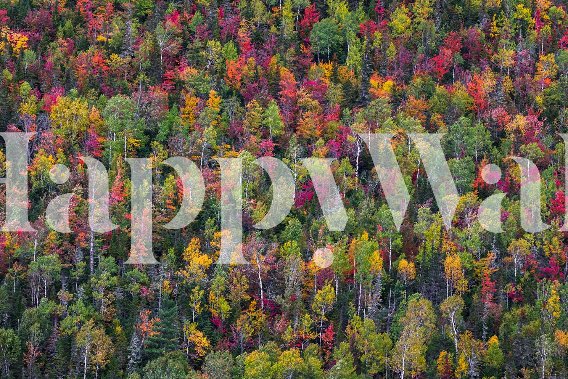 Colorful trees in various shades of red, yellow, and green wallpaper