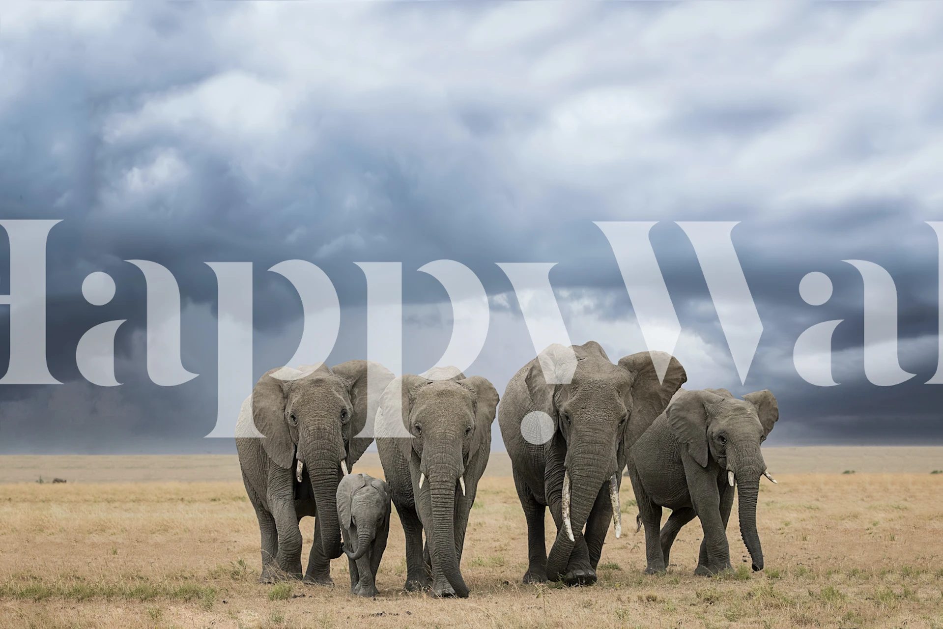 Elephant Walk wallpaper in a room setting