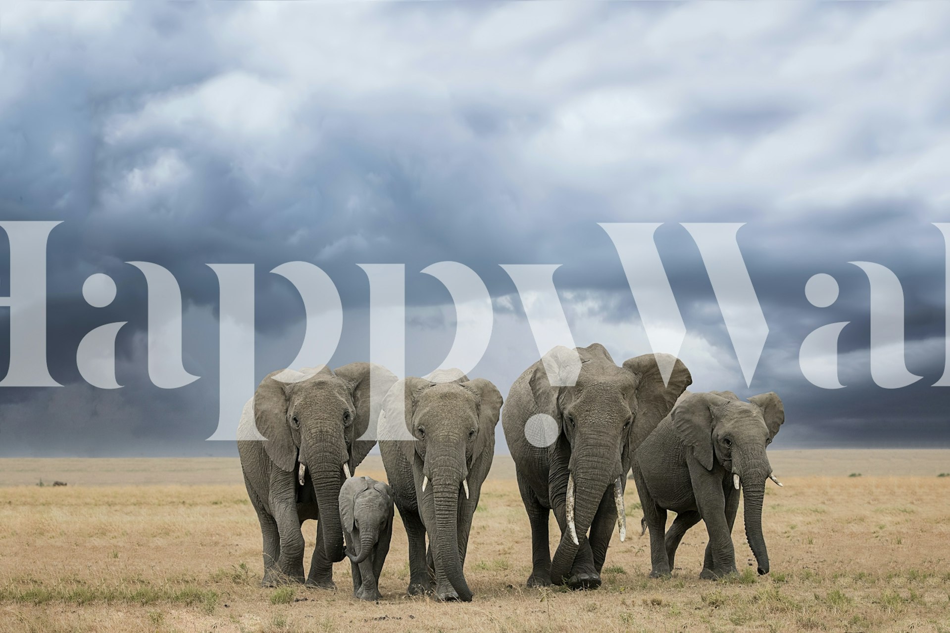 Elephant Walk wallpaper in a room setting