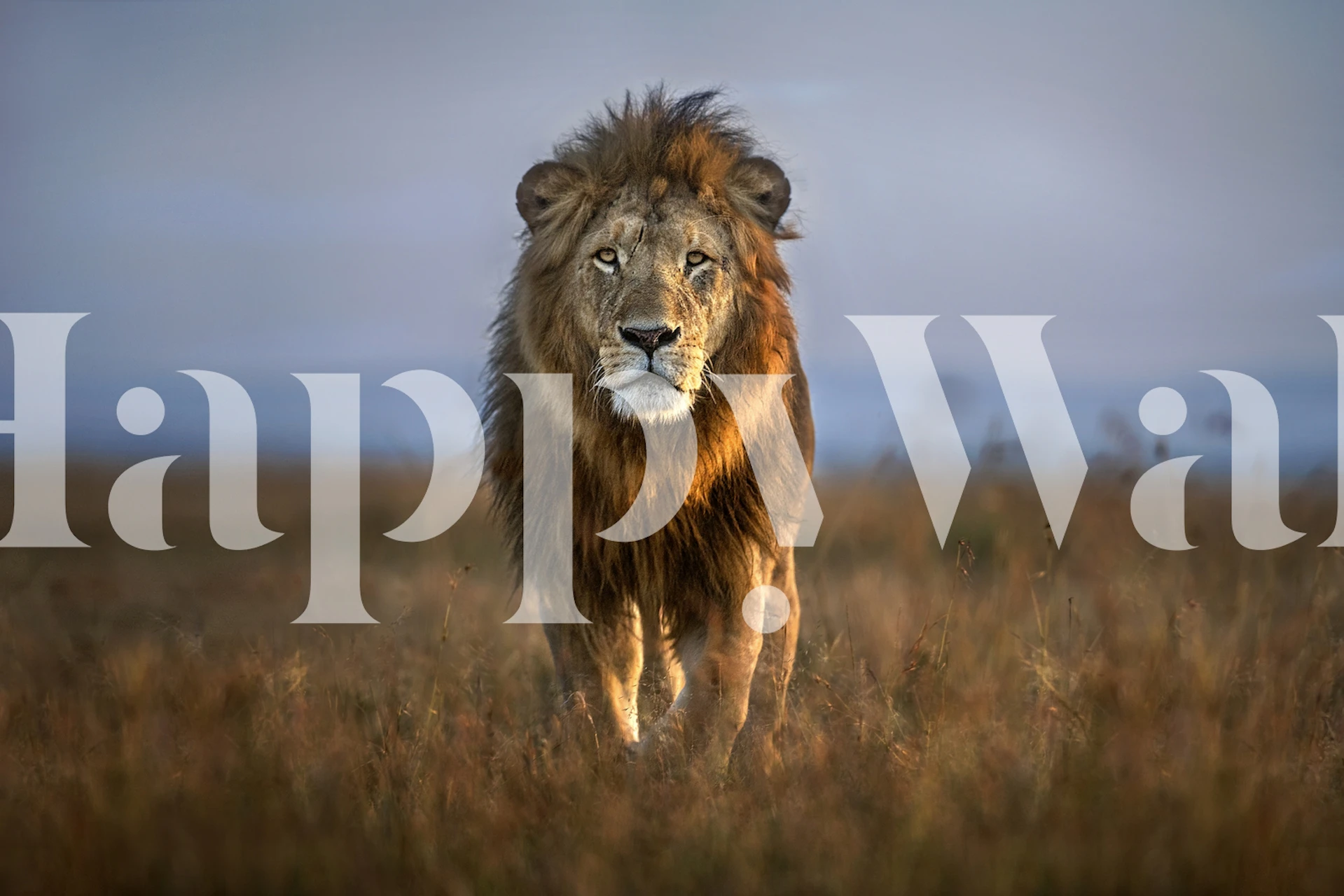 Wallpaper Lion Close Up mostrato in una stanza