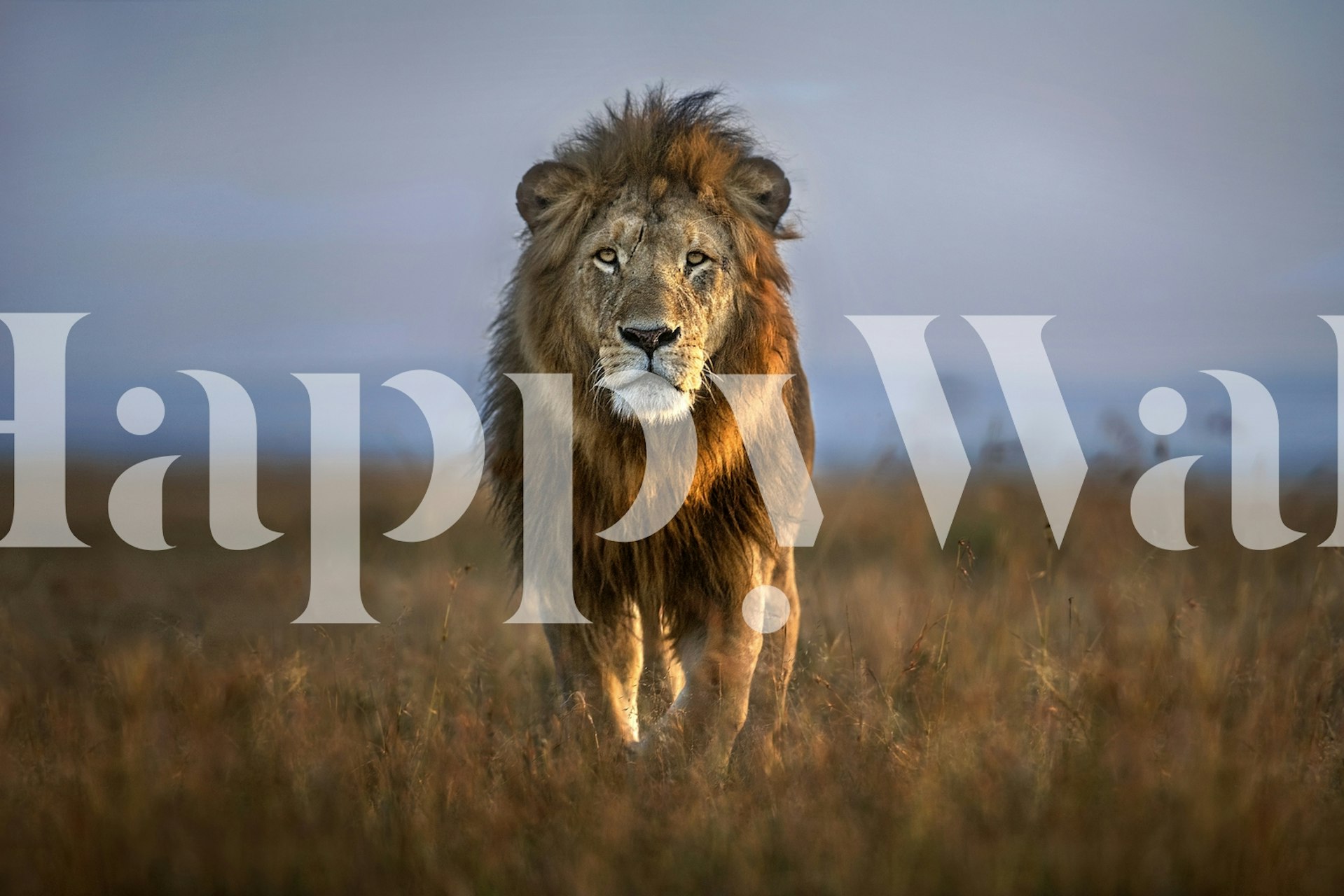 Fond d'écran Lion Close Up affiché dans une pièce