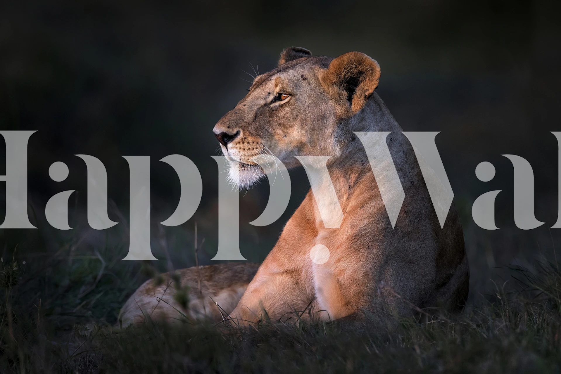 Lone lioness in profile with earthy tones wallpaper