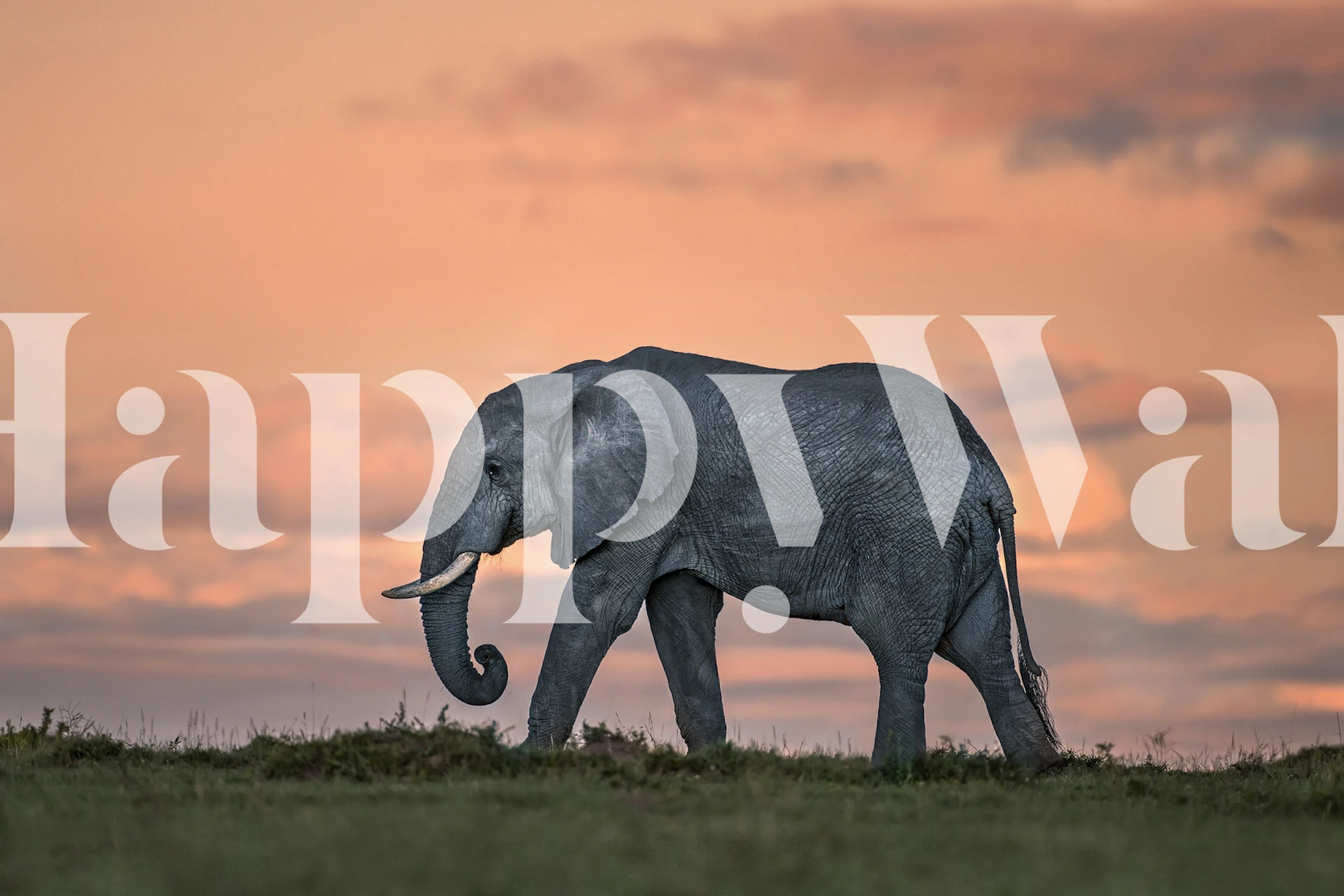 Elephant silhouette against a dusk sky with soft pink hues wallpaper