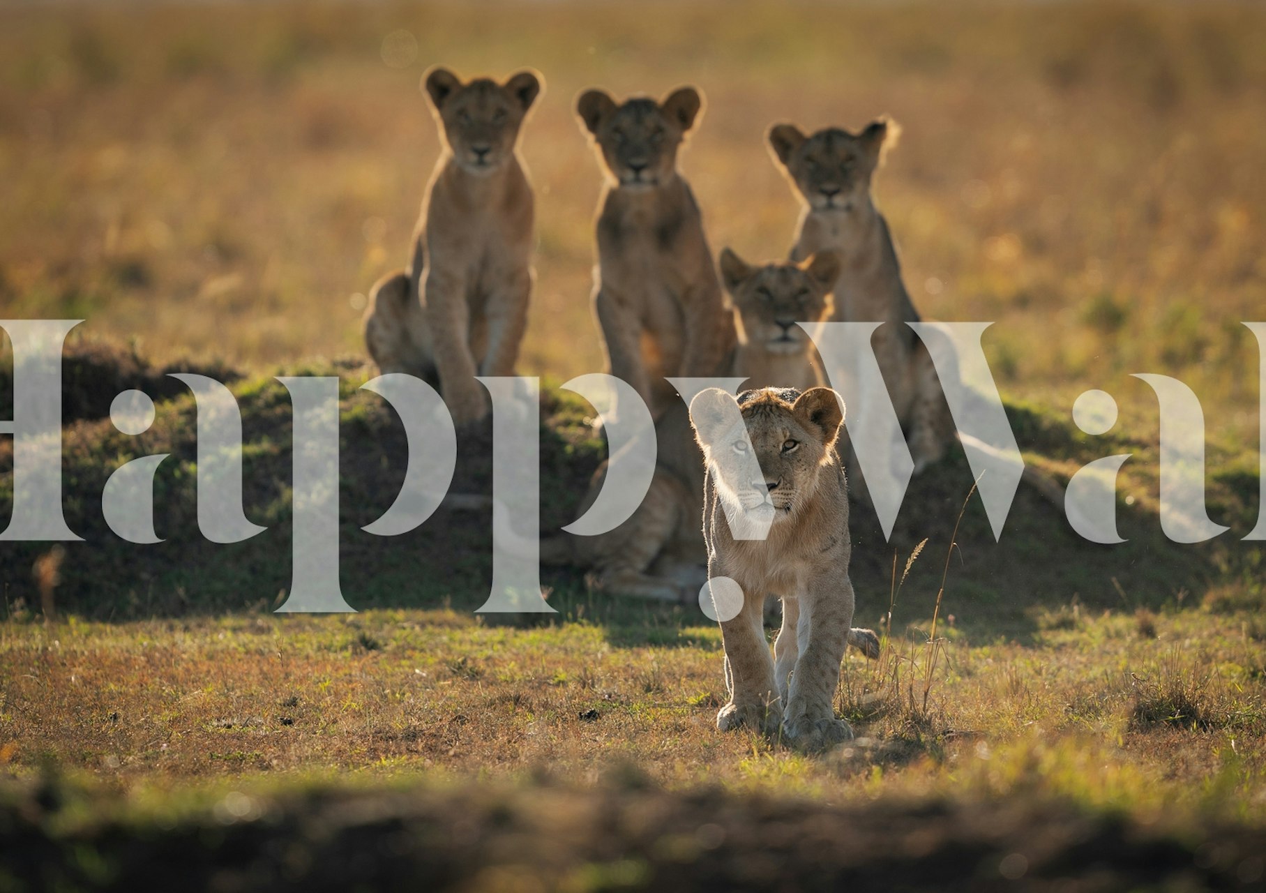 Lion cubs in a grassy field wallpaper