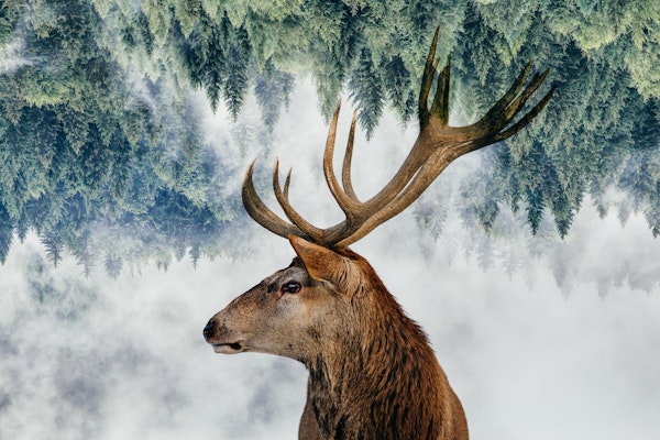 The Deer and the woods