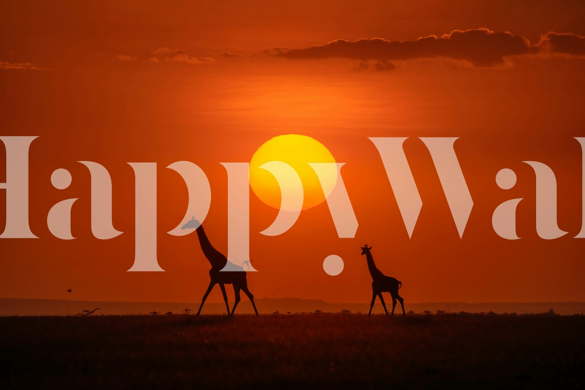 Giraffes in the sunset tapeta v místnosti