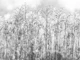 Ivory charcoal gray botanical grasses