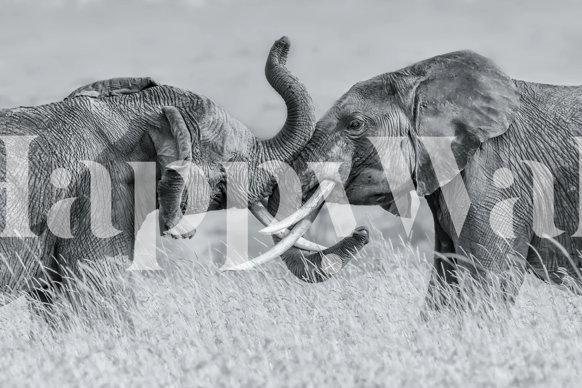 Zidna obloga Elephant Tai Chi u sobi