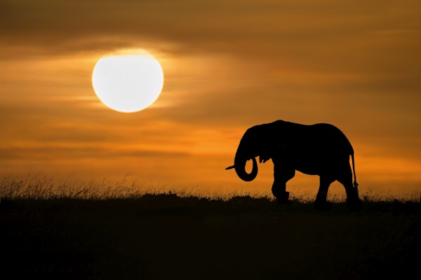 Elephant at dawn