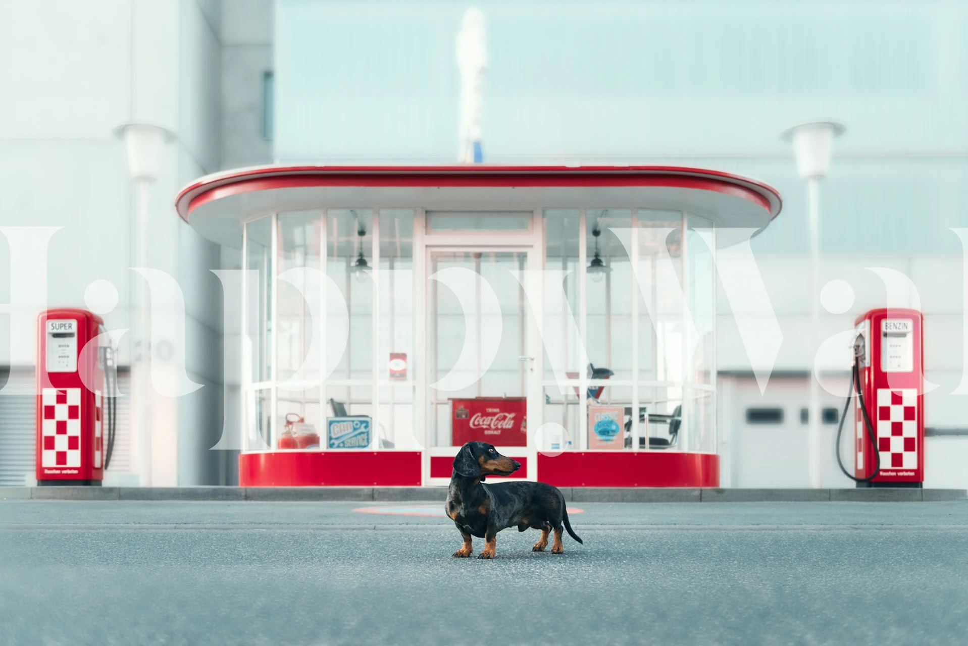 Dachshund in front of retro gas station with red accents wallpaper