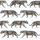 Taupe Jaguar 04
