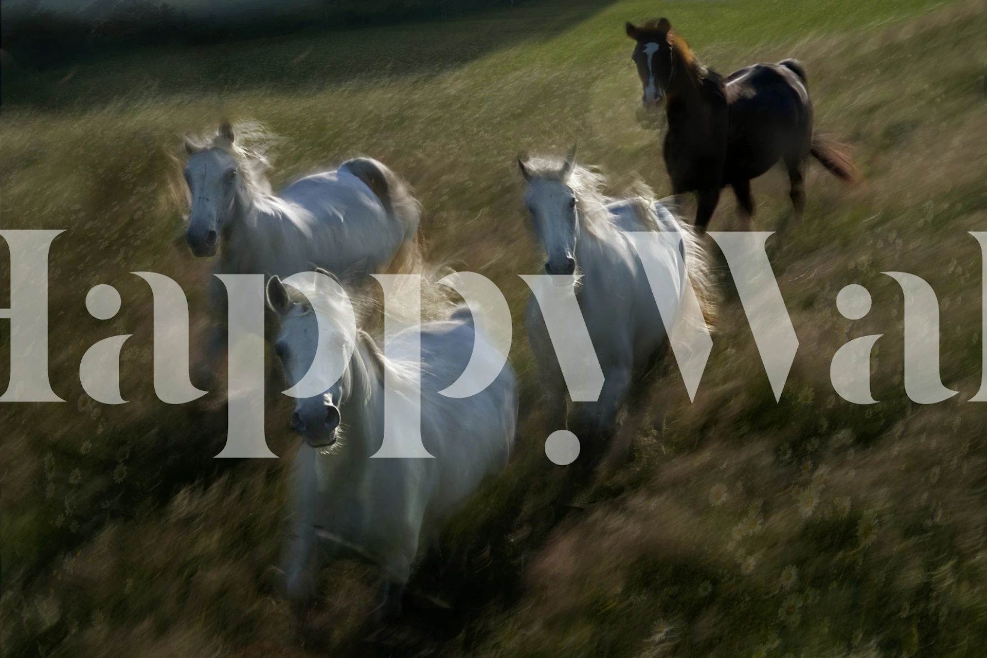 Papier peint mural Chevaux courant représentant un troupeau de chevaux blancs avec un cheval noir en arrière-plan galopant à travers un champ.