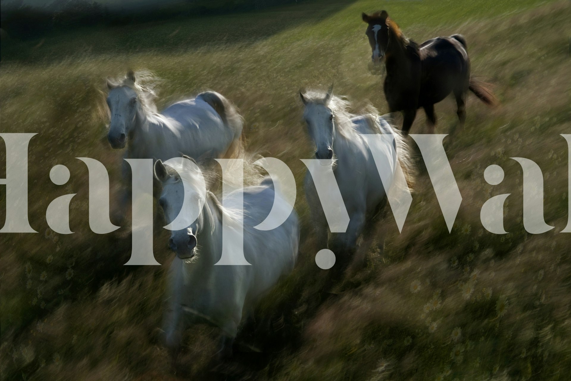 Galloping horses in motion with soft blurred background wallpaper