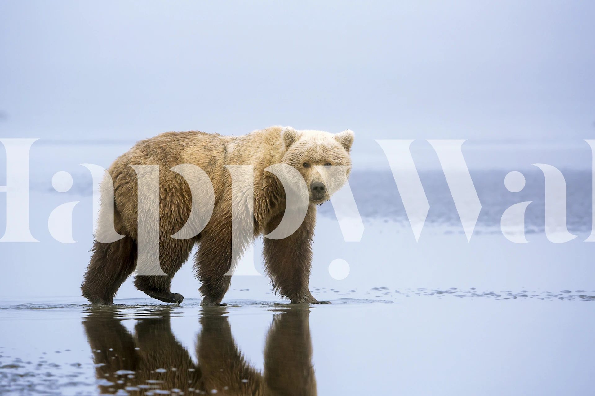 Papier peint mural Un ours marchant au bord d'un lac calme