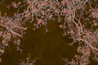 Dark brown cherry blossom branches tapety