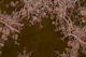 Dark brown cherry blossom branches