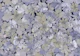 Brigida Moonlit Wisteria