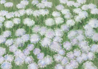 Cirila Periwinkle tapete