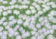 Cirila Periwinkle
